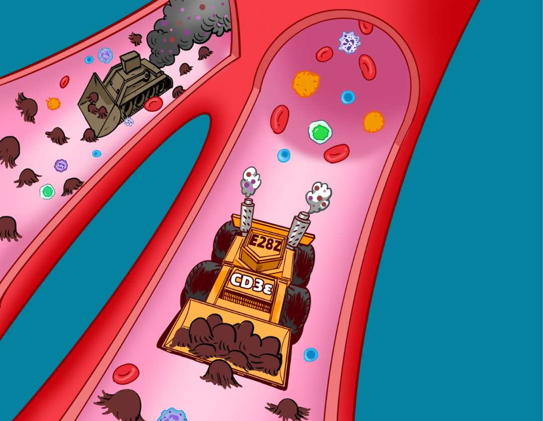 中國科學(xué)家發(fā)現(xiàn)CAR-T細(xì)胞治療新方法